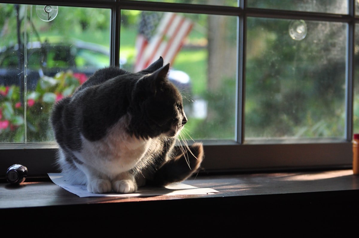 A cat resting on a sunny windowsill at home