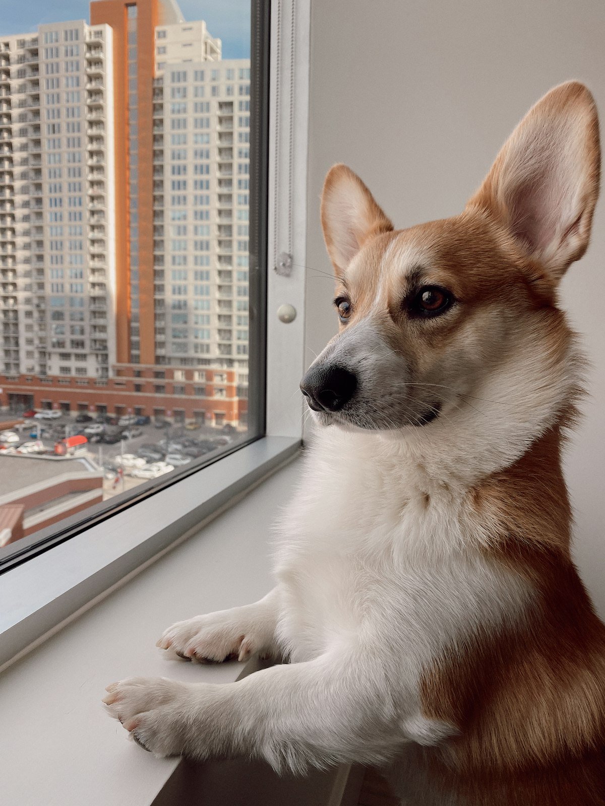 A corgi settled comfortably indoors at home