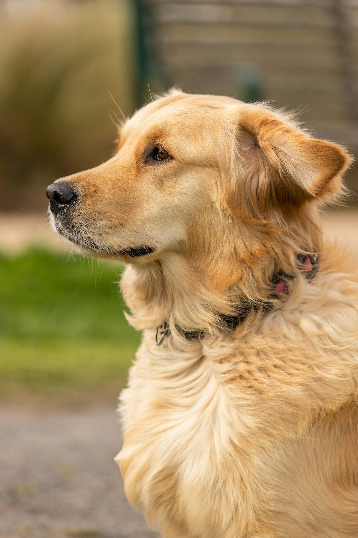 A calm golden retriever resting outdoors