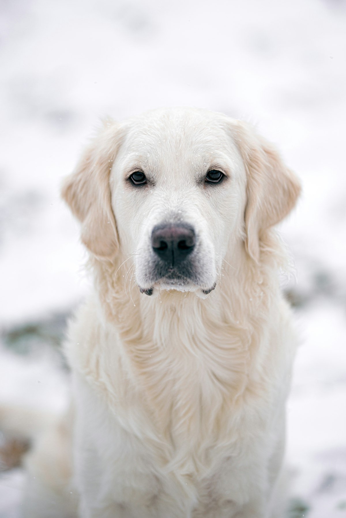 A gentle close-up of a young dog looking up