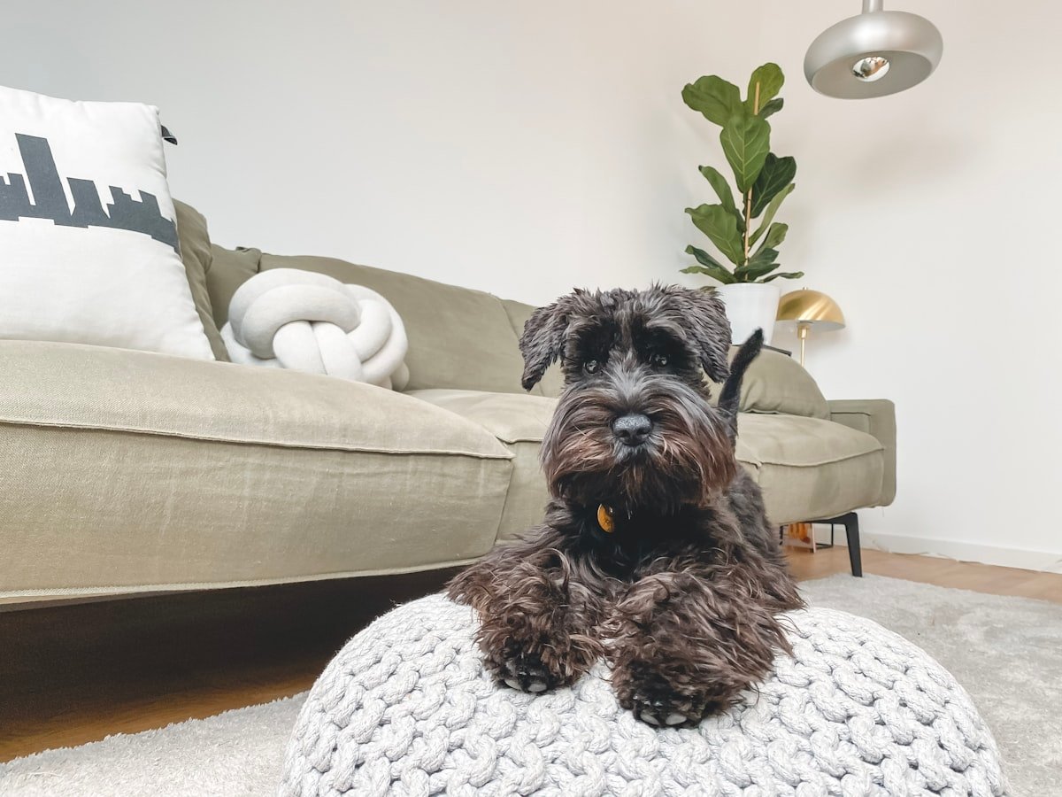 A content schnauzer resting at home