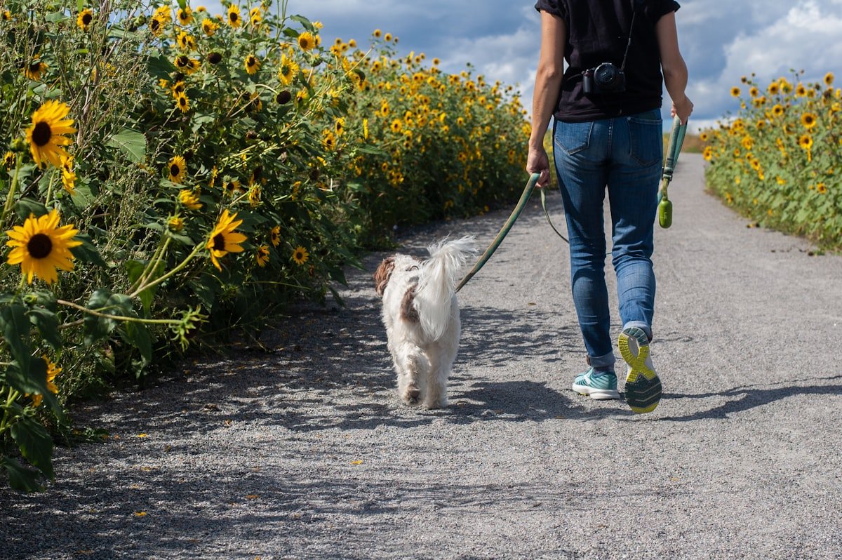 A person walking their dog on a calm path